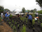 Volunteers Installing the Rain Garden